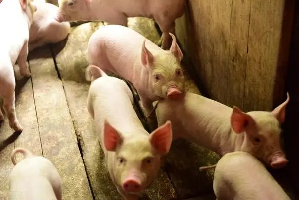 养殖端压栏增重导致6月出栏计划完成欠佳，7月生猪出栏计划环比增加