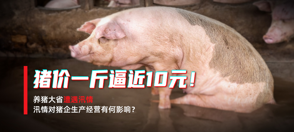 猪价一斤逼近10元！养猪大省遭遇汛情，汛情对猪企生产经营有何影响？