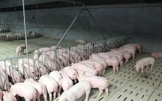 夏季高温多雨期，猪场如何做好安全管理？