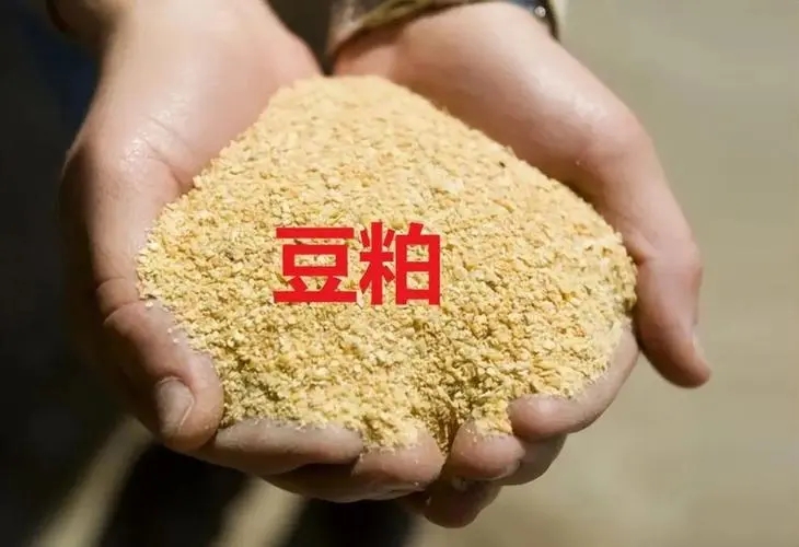 膨化豆粕可以直接喂猪吗？膨化豆粕和普通豆粕有何区别？