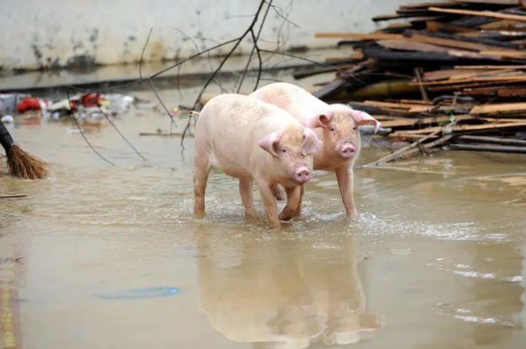 湖南遭遇罕见汛情，对生猪行业有何影响？唐人神、新五丰等猪企纷纷回应