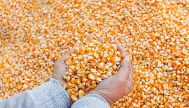 7月份世界玉米供需数据分析：世界玉米期末库存为3.12亿吨