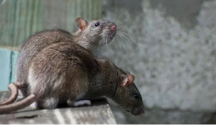 老鼠危害大，猪场灭鼠的方法有哪些？