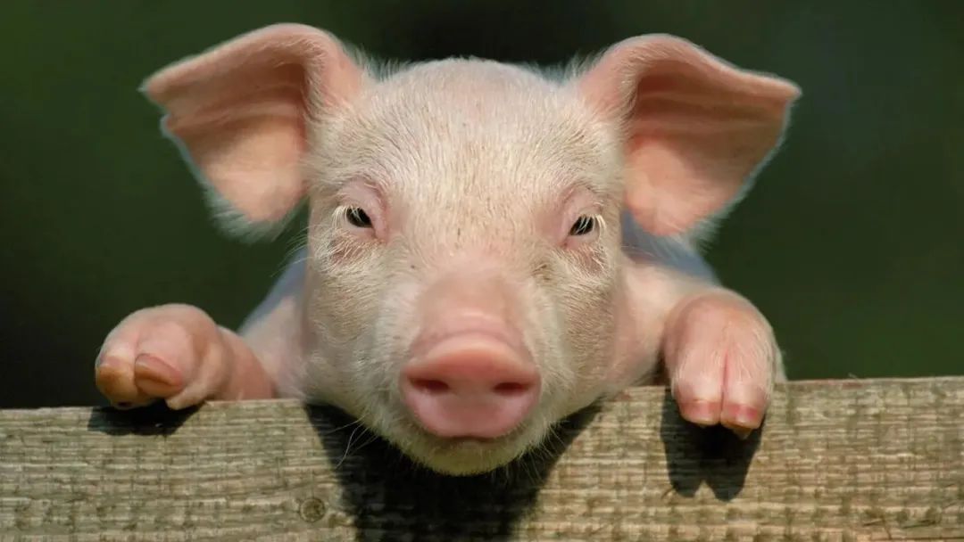 规模化猪场仔猪饲养管理技术，说的太好了！