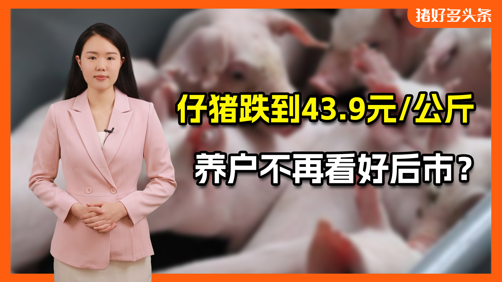 仔猪价格连跌3周！担心春节前猪价下跌？真正的隐患是防疫！