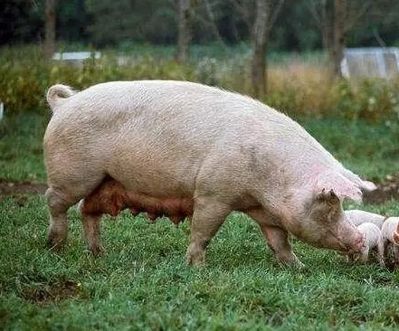 夏季猪场如何提升产房母猪的采食量？