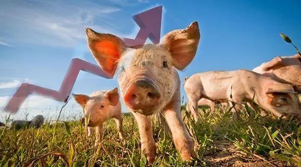 猪比牛贵！再创年内新高，全国生猪均价逼近10元/斤大关！