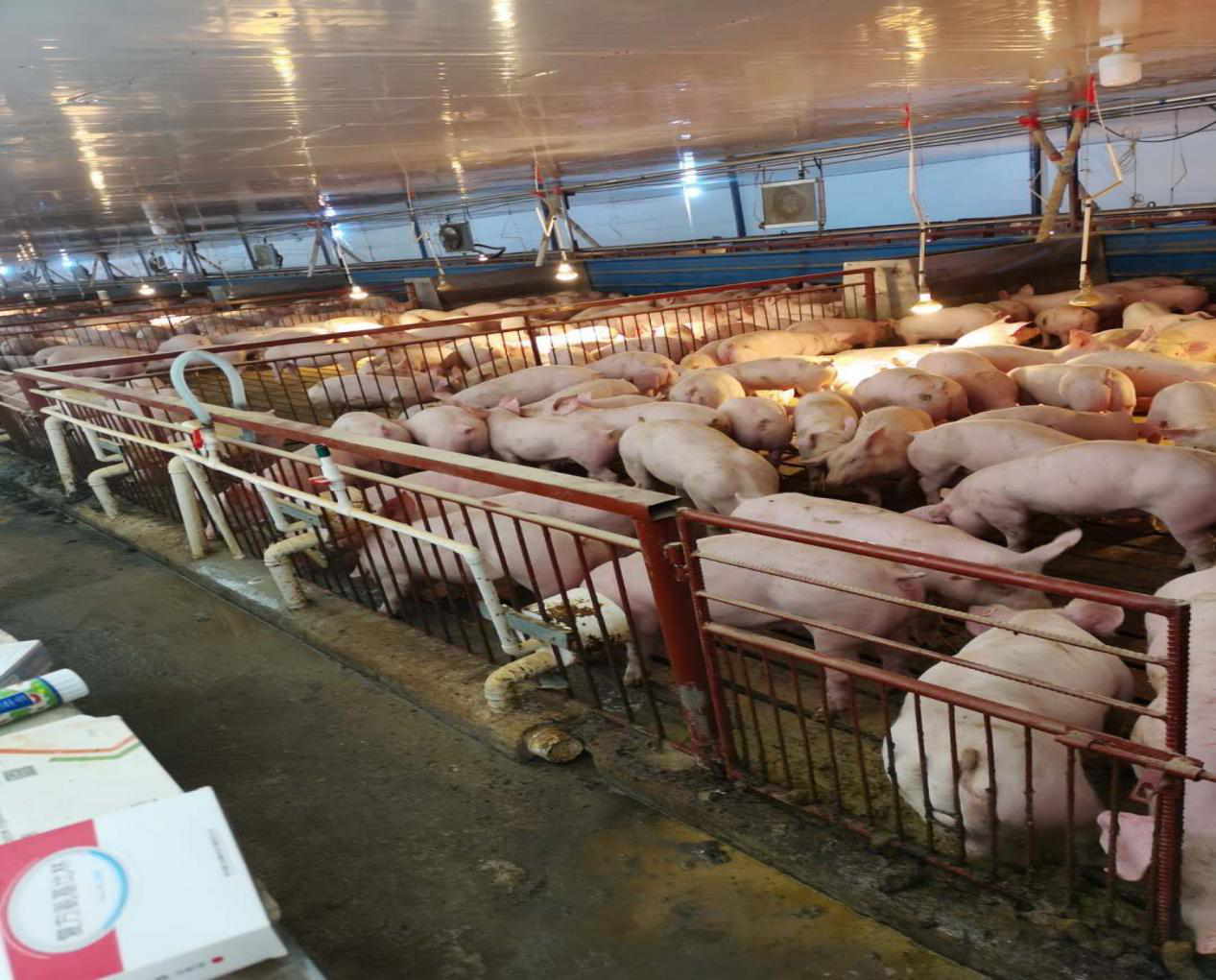 年内低位反弹幅度超40%，猪价上涨逻辑是啥？