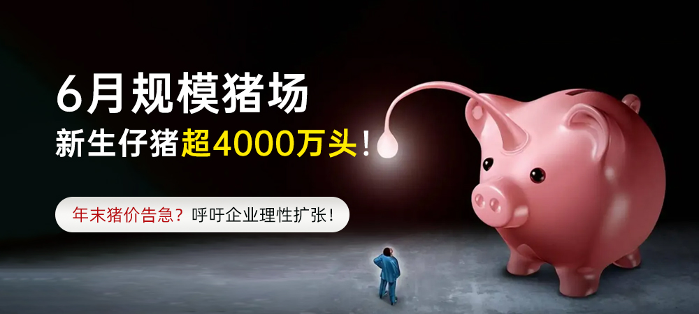 6月规模猪场新生仔猪超4000万头！年末猪价告急？呼吁企业理性扩张！