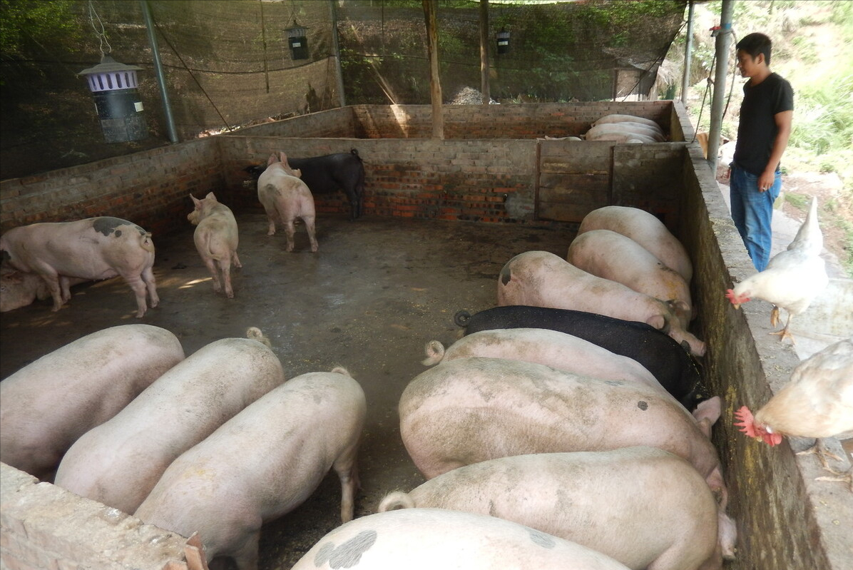 夏季养猪必防的6大猪病！要警惕起来