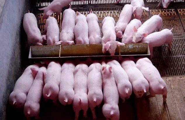 养猪人购买仔猪饲料时一定要知道的几个问题！