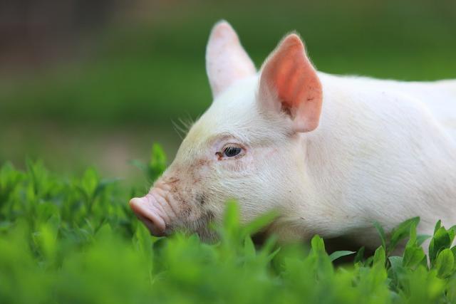 大型养猪基地总结的仔猪养殖25个秘诀，难怪人家的仔猪成活率那么高！