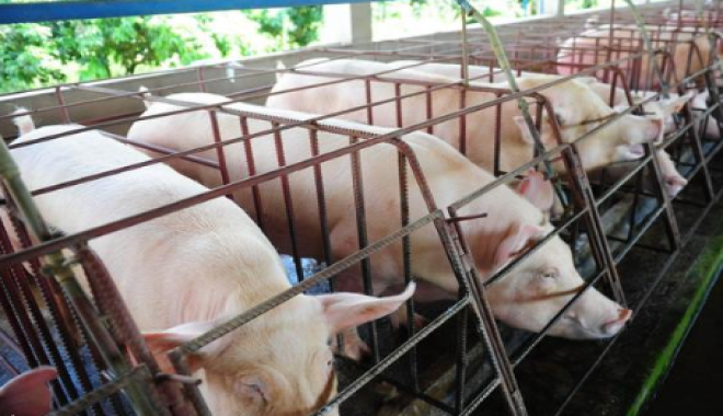 2024年07月27日全国各省市种猪价格报价表，官方称能繁母猪产能处于合理期间，母猪价格还会再上涨吗？