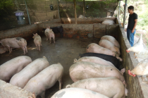 不同季节的养猪方案，值得学习！