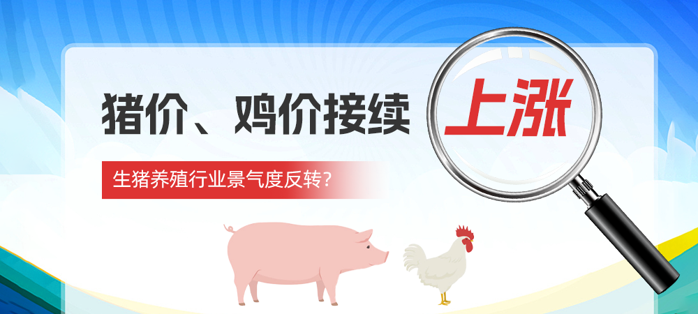 猪价、鸡价接续上涨，生猪养殖行业景气度反转？