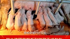 热烈祝贺江西加大高繁系列新品发布：7月20日见证加大新种猪基因产品窝均总仔18头，PSY轻松超越32头！24年11月50公斤纯种出栏，25年3月50公斤二元出栏！现在接受预定！