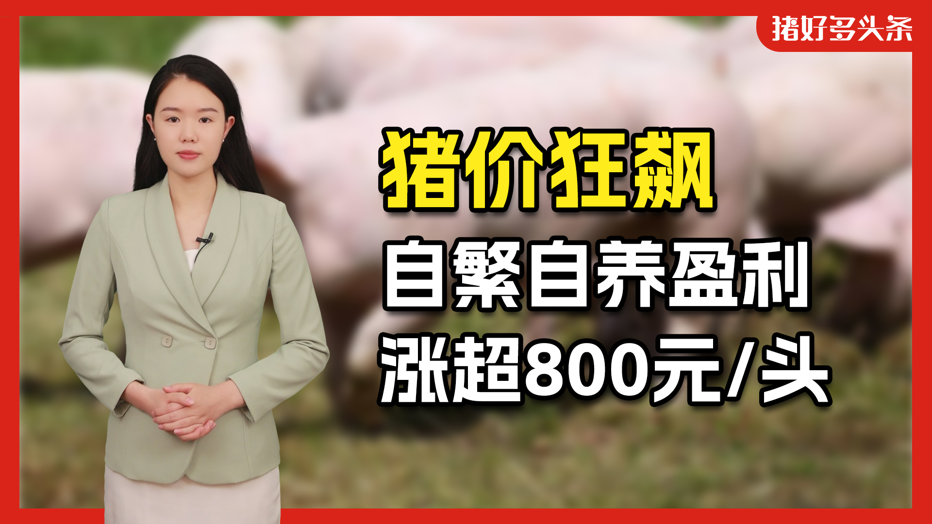 养一头猪能赚800元！牧原季度盈利增长超300%，接下来猪价还得涨？