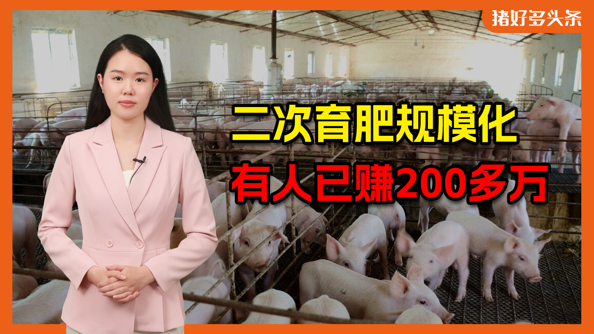 大赚200多万！今年二次育肥有多火？饲料厂、经销商都入场二育