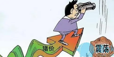 4天下跌7毛5，猪价年内高点已过？猪价前景如何？