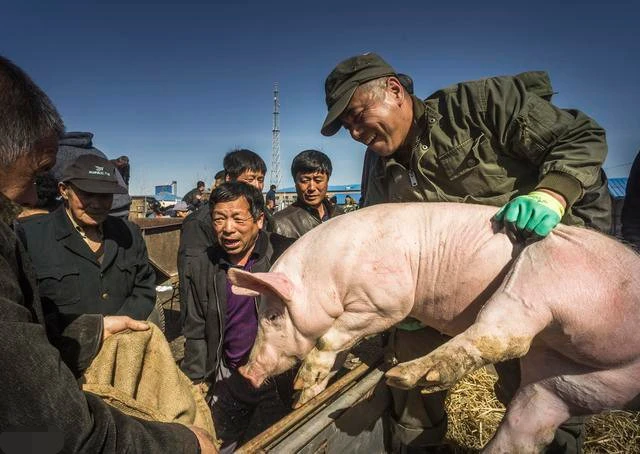 预计9月下旬生猪交易均重短降后再度上涨