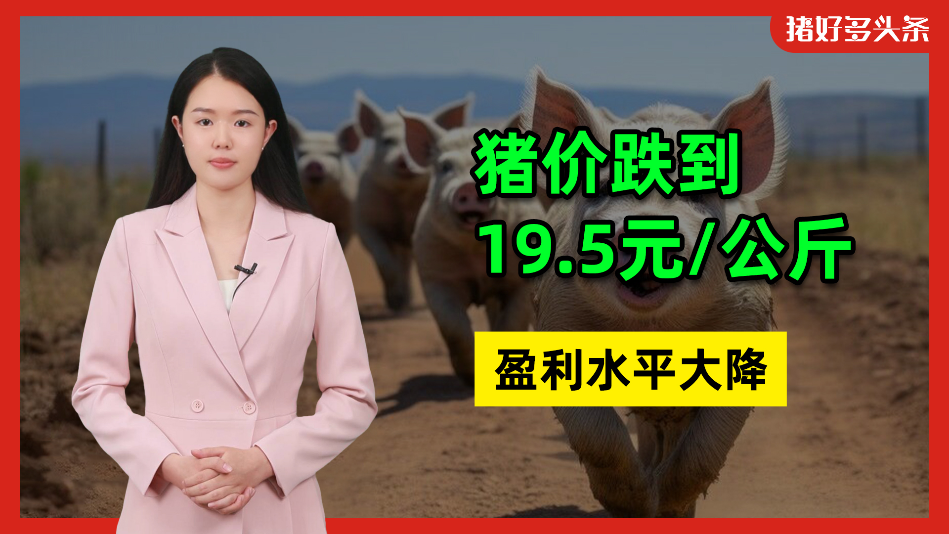 生猪盈利大降！仔猪育肥仅赚342元/头？猪价仍在持续下跌