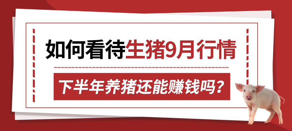 如何看待生猪9月行情？下半年养猪还能赚钱吗？