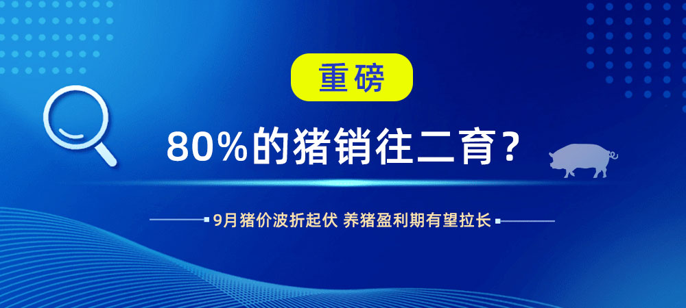 重磅！80%的猪销往二育？9月猪价波折起伏，养猪盈利期有望拉长！