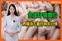 仔猪价格走低！养殖户普遍担心春节后行情，真的容易亏吗？