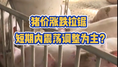 9月7日生猪价格：涨跌拉锯，看涨及看跌情绪并存，短期内猪价以横盘震荡为主？