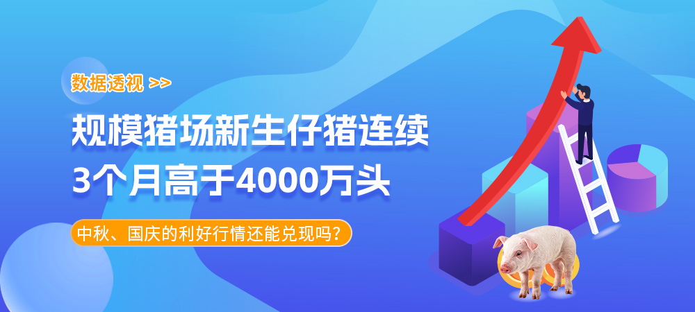 数据透视！规模猪场新生仔猪连续3个月高于4000万头！中秋、国庆的利好行情还能兑现吗？