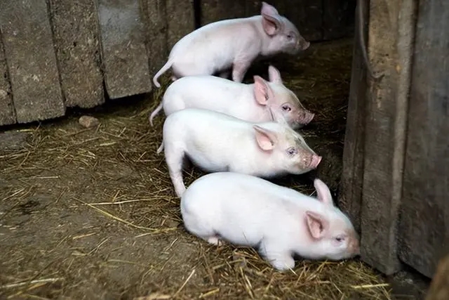 断奶后前几天的采食量对仔猪后续有何影响？