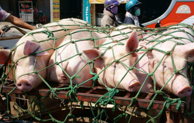 需求利好兑现不足，猪价下跌“一塌糊涂”？