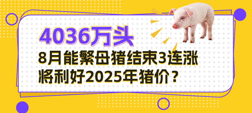 4036万头！8月能繁母猪结束3连涨，利好2025年猪价？