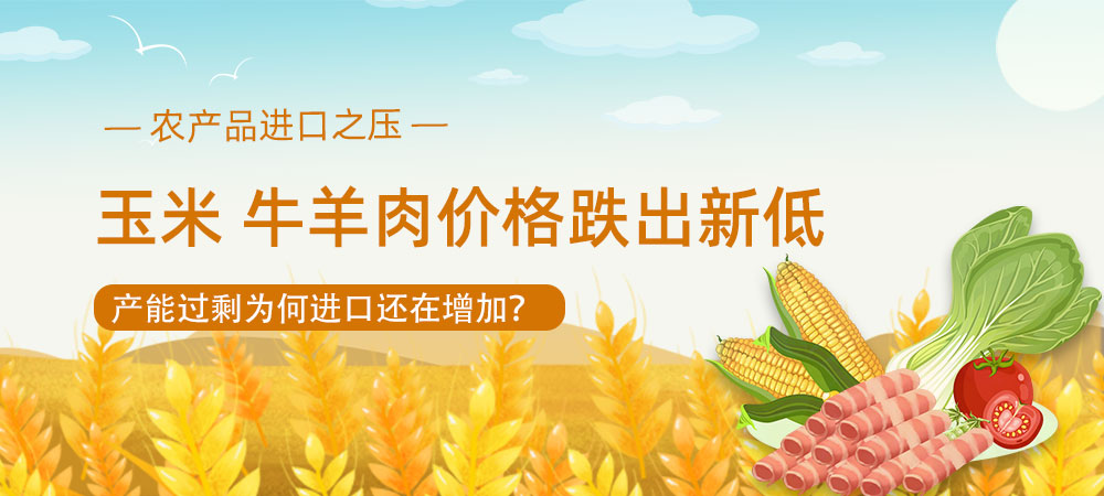 农产品进口之压：玉米、牛羊肉价格跌出新低！产能过剩为何进口还在增加？