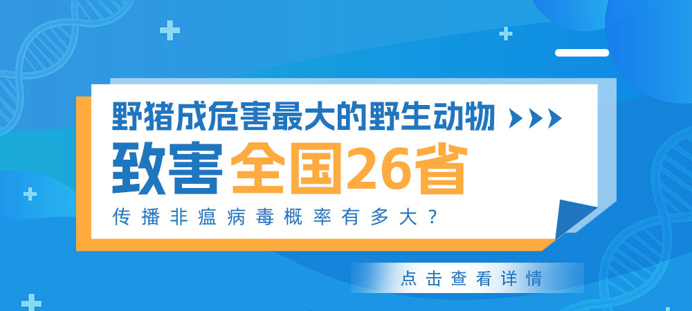 野猪成危害最大的野生动物，致害全国26省！传播非瘟病毒概率有多大？