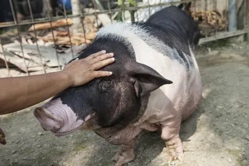 猪场在什么时间接种何种疫苗？一文看懂