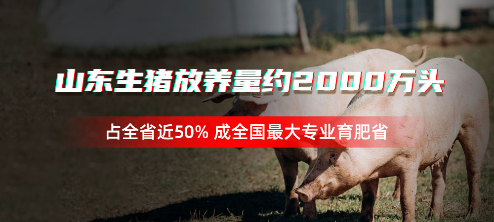 山东生猪放养量约2000万头，占全省近50%，成全国最大专业育肥省