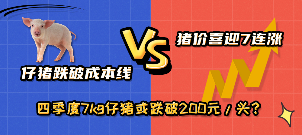 仔猪跌破成本线VS猪价喜迎7连涨，四季度7kg仔猪或跌破200元/头？