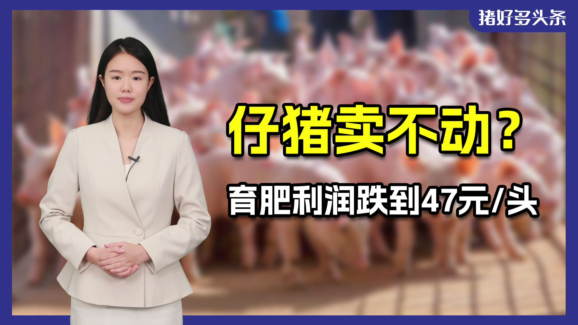 山东仔猪连续15周走低！行业预期走弱，自繁自养利润跌到305元/头
