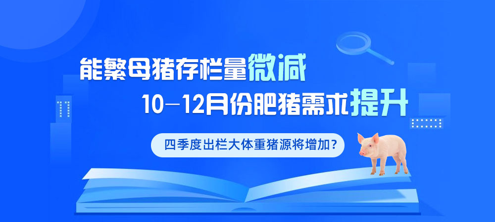 能繁母猪存栏量微减！10-12月份肥猪需求提升，四季度出栏大体重猪源将增加？