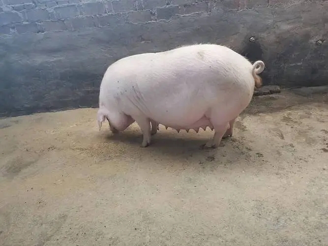 母猪