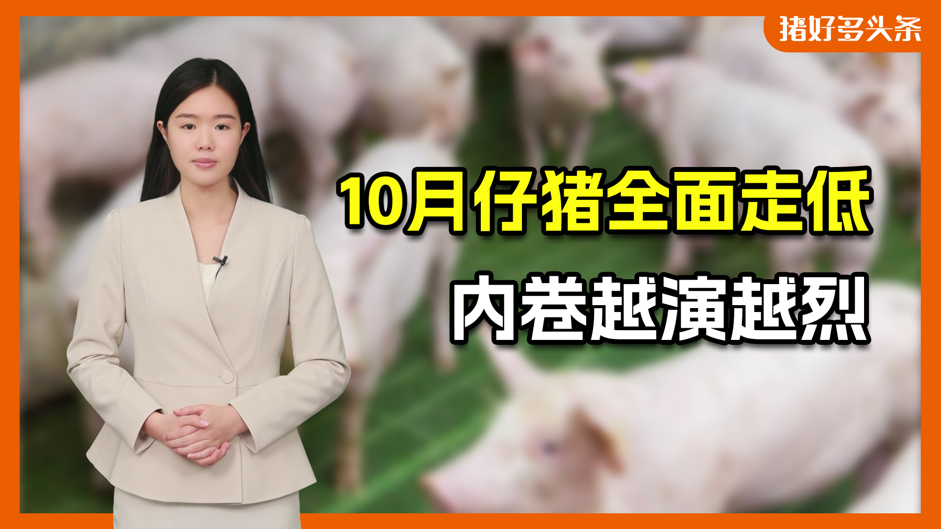 10月仔猪急剧下行！养殖成本全面降低，真的不能抄底吗？