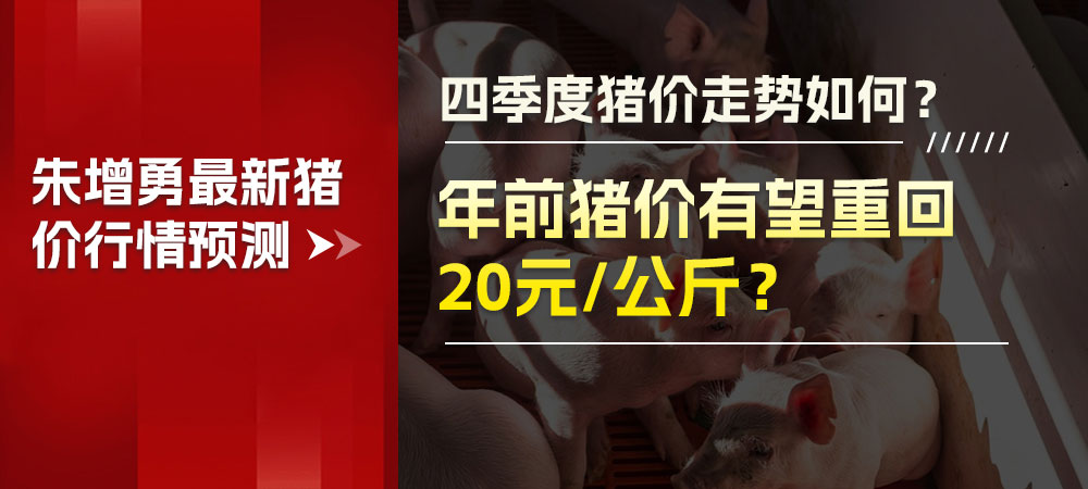 四季度猪价走势如何？年前猪价有望重回20元/公斤？朱增勇最新猪价行情预测！