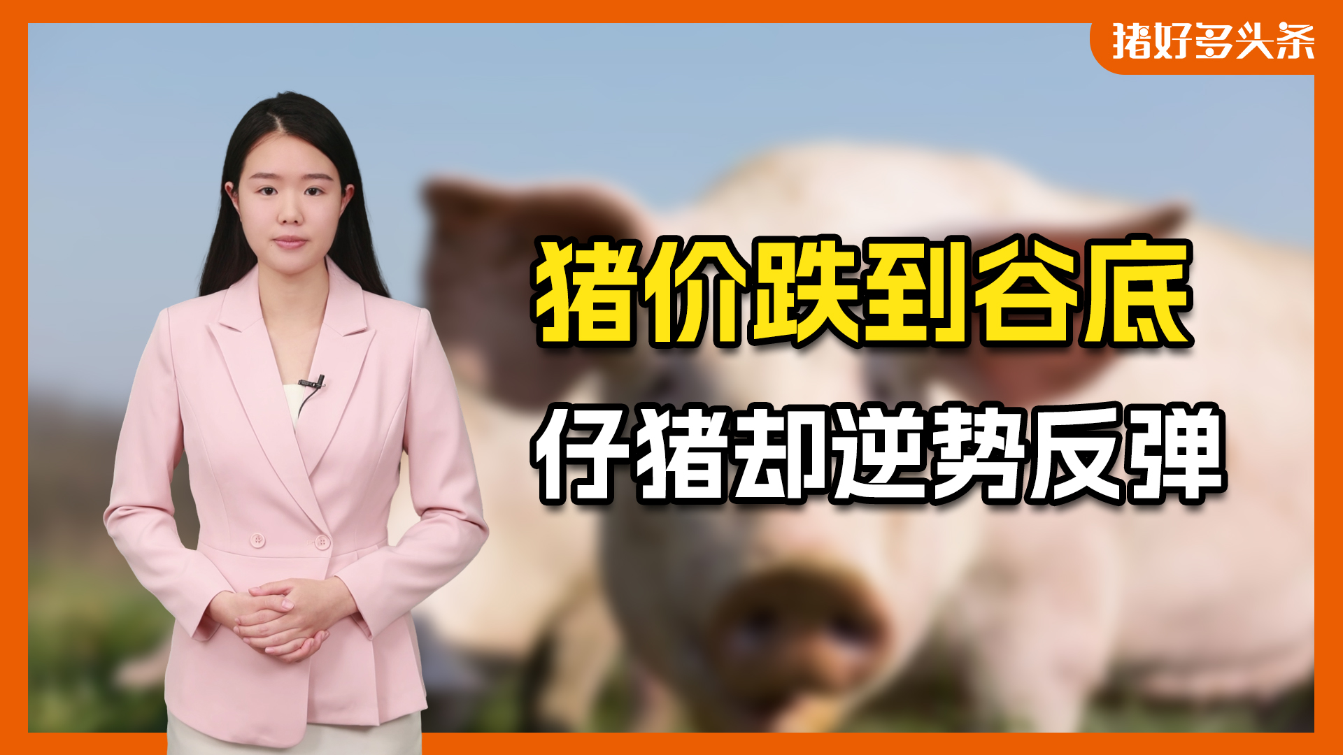 仔猪价格逆势大涨！两湖、两广涨到500元/头，又看好明年猪价？