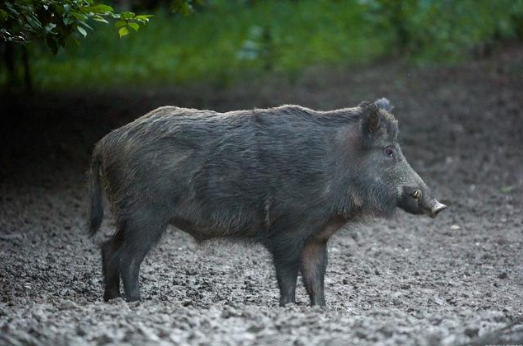 我国人均每年仅42kg猪肉，野猪肉能否直接上餐桌？