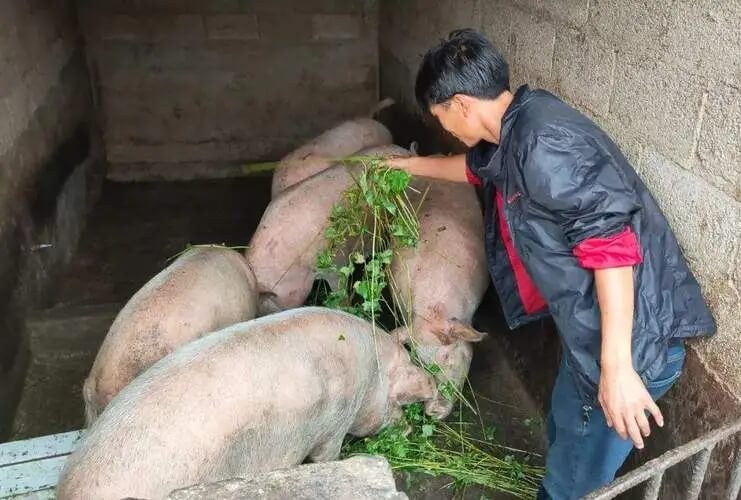 发病原因找到了，猪葡萄球菌性皮炎该如何防治？