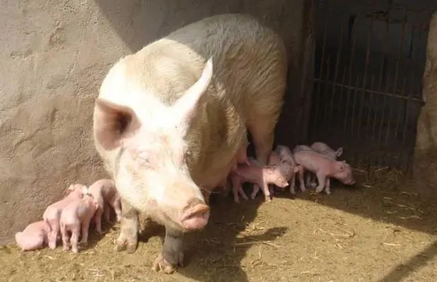 守护母猪生育力：子宫炎症病因与防治
