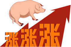 11月南方猪价领涨全国，12月还能持续吗？