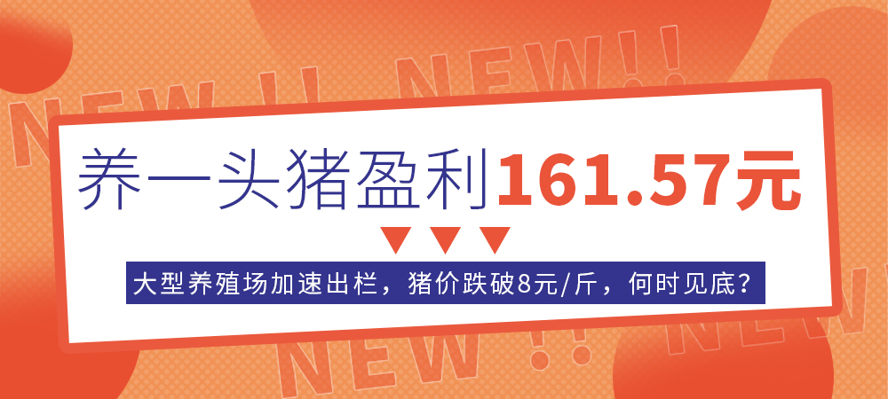 养一头猪盈利161.57元！大型养殖场加速出栏，猪价跌破8元/斤，何时见底？