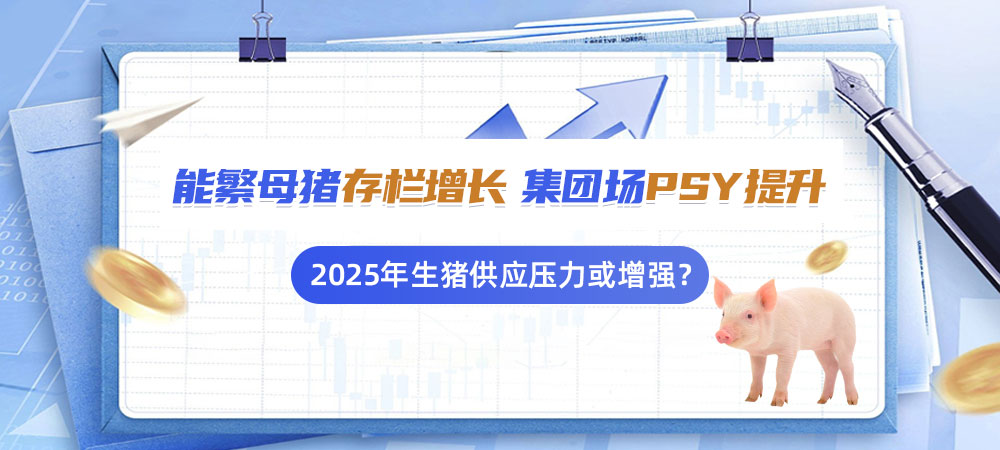 能繁母猪存栏增长，集团场PSY提升！2025年生猪供应压力或增强？